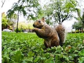 One of the lessons of war is to know your enemy’s weaknesses. But squirrels don’t waste time in mounting a counterattack.