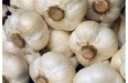Love garlic? Join this week's food chat to learn all about how to grow it and use it in your cooking.