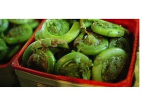 Sign of spring: fresh fiddleheads from Quebec forests and riverbanks.