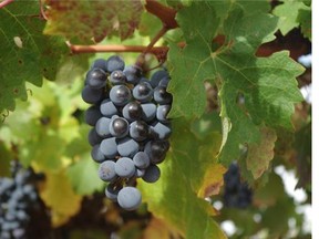 Ripe on the outside, but are they ripe on the inside? There are two kinds of ripeness that winemakers look at when deciding when to pick.