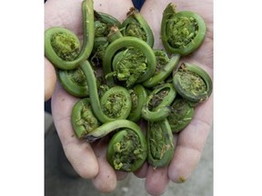 Fiddleheads are a wild, early-spring delicacy.