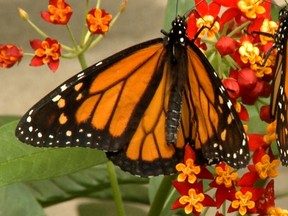 Students in Sainte-Anne-de-Bellevue will learn about monarch butterflies through sustainability project.