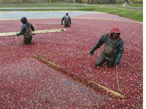 Migrant seasonal workers gather berries near St-Louis-de-Blandford in 2005.