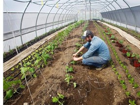 Organic farmer Jean-Martin Fortier is working on his micro farm Les Jardins de la Grelinette on May 6, 2014, in St-Armand, southwest of Montreal. He uses only hand-held tools. “People are super stoked hearing that young people make a living on an acre and a half without a tractor,” he says.