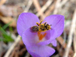 pollen