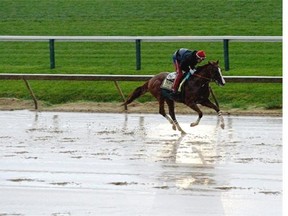 As rain falls, exercise rider Willie Delgado takes Kentucky Derby winner California Chrome over the track in preparation for the 139th Preakness Stakes at Pimlico Race Course on May 16, 2014 in Baltimore, Maryland.