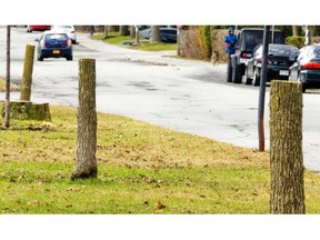 Rows of ash trees used to stand in green spaces in the middle of west-end Fielding Ave in N.D.G. Now, there are dozens of stumps, some of the 200 ash trees cut down this spring.