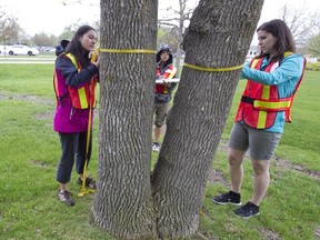 Left to right:  Blanca Ramirez  and Christina Agtarap from Vanier College, and Cassandra Denis from McGill University measure an ash tree in Beaconsfield, May 16, 2014.