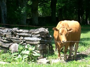 A cow grazes on grass at a Valens farm. (Photo courtesy of Valens Farms.)