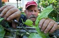 Beniamino Baldassarre  tends to his garden in the backyard of his house. (Pierre Obendrauf / THE GAZETTE)