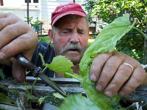 Beniamino Baldassarre  tends to his garden in the backyard of his house. (Pierre Obendrauf / THE GAZETTE)