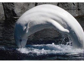 Beluga whale Qila leaps out of the water at the Vancouver Aquarium in Vancouver, B.C., on Wednesday June 25, 2014.