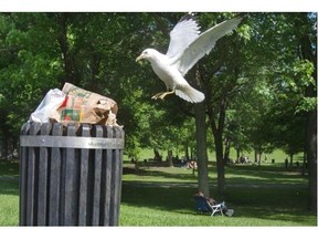 Despite the huge number of Montrealers who gather on Mount Royal, most people, like Ranko Bobusic, use the many bins provided by the city.