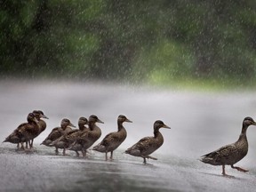 Ducks walking across the highway happens more often than you think.