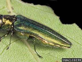 The emerald ash borer is an invasive insect which burrows into trees and decimates them from the inside out.
