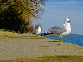 gulls