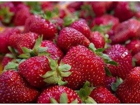 Quebec strawberries are coming from all the main growing areas.