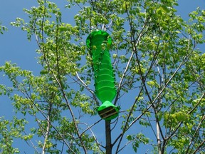 The Lindgren funnel trap, pictured, hold a fungus fatal to the emerald ash borer.