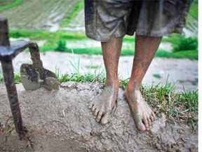 A Nepalese farmer’s feet is covered in mud as he works in the rain at a rice field in Chunnikhel, Katmandu, Nepal, Monday, June 30, 2014. The beginning of paddy cultivation in this Himalayan nation has been delayed this year due to the late arrival of the monsoon rains.