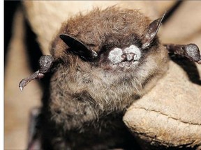 White-nose syndrome is once again of concern in bats in Canada.