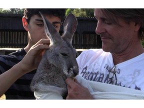 Monday June 9, 2014. After a break from its pen and a 24 hour journey in the St. Lazare woods, Mirka the 12 month old Kangaroo is returned to Luc Lefebvre, in good but nervous shape. Peter McCabe/TheGazette