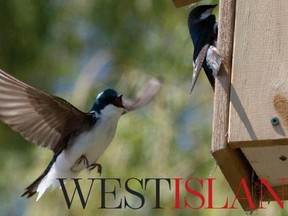 Please tap on the link under Related Stories for complete coverage from the West Island - stories, photos, videos, interactive features and more, including blogs by Gazette West Island Editor Brenda O'Farrell and Rick Blue of Bowser and Blue.