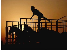 A Palestinian jockey climbs over a horse's cage during a horse race near the West Bank city of Jenin, Friday, June 20, 2014.