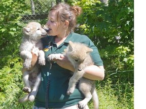 Parc Safari zoologist Julie Brunelle is kissing one of the wolf cubs as she holds two of the four arctic cubs introduced in an outdoor environment for the first time at Parc Safari Zoo on June 19, 2014. Born on May 6, 2014, the cubs were abandoned by their mothers and rescued by three zoologists who played the role of their mother on a full time basis. They immersed them in hot water to prevent them from hypothermia, gave them antibiotics and fed them with milk. Now the 6 week old cubs are in perfect shape and healthy and will be shown to the Parc Safari visitors in July.