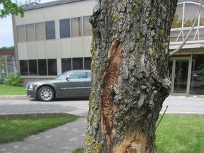 Ash tree outside 91 Hymus Blvd. in Pointe-Claire is region's second confirmed case of emerald ash borer infestation.