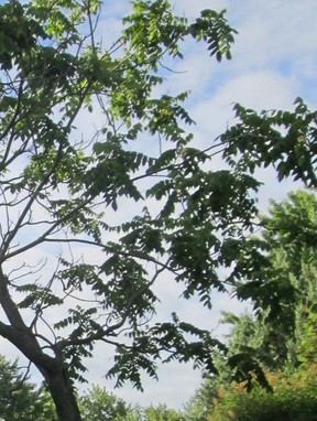 Tree in Sky