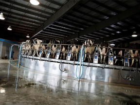 A worker looks on as cows get milked on a giant rotating milker at the Kooyman family dairy farm in Chilliwack, B.C., Tuesday, June, 10, 2014. The animal rights group Mercy for Animals Canada released a undercover video earlier in the day that showed the cows being beaten and mistreated.