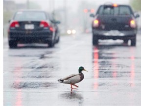 Would you stop your car? A jaywalking duck ignores traffic to cross de Salaberry Blvd.