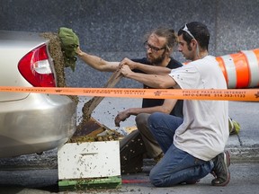 Bee expert Alexandre Beaudoin, with Michael Mage, removes a bee swarm from a car in downtown Montreal.