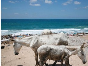 Donkeys look to find food from garbage on the beachfront in Deir El Baleh, central Gaza Strip, Monday, July 14, 2014.