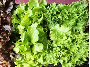 Heads of leaf lettuce might sport a little mud around the base, but it’s easy to wash off and the leaves are full of flavour.