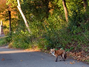 Foxes, one of the Montreal area's less-seen urban animals, are being spotted increasingly in Vaudreuil-Dorion. (John Kenney/THE GAZETTE)