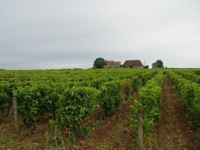 Chenin blanc’s home is in the Anjou-Touraine region of the Loire Valley. Above, older vines grow in a vineyard in Vouvray.