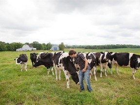 Martin Bolduc, fourth generation farmer and one of the owners at La Station a dairy and cheese farm, amid his Holstein cows, in Compton, about 165 km east of Montreal.