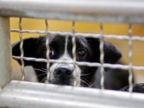 Mayor Denis Coderre reminded Montrealers Thursday that it is critical to be responsible with pets and to respect them as living creatures — not disposable property.