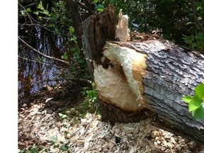 A rogue beaver is to blame for a tree falling on a Quebec family's car in Prince Edward Island. The family was uninjured.