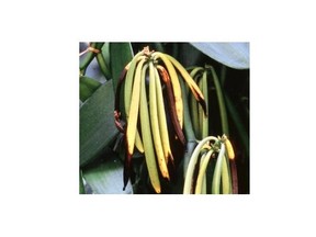 Obtaining natural vanilla extract from the beans requires a lot of processing,­ but it’s not the only source of the chemical vanillin.
