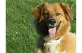 Letter writer Joan Parker says her mailman befriended her dog Chloe, a Nova Scotia Duck Toller Retriever/Golden Retriever mix, on his last day of work on her route.