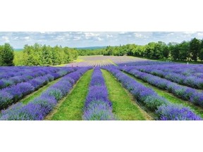 One of the packages offered by the Eastern Townships winery Vignoble de l’Orpailleur includes a visit to the lavender farm Bleu Lavande at Fitch Bay.