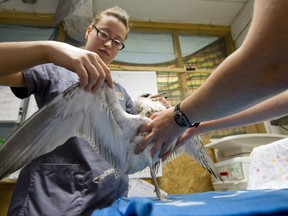 Veterinary student Sabrina Robert, left, and biologist Susan Wylie examine an injured ring-billed gull in an examination room at Le Nichoir on July 25, 2014. (Phil Carpenter / THE GAZETTE)