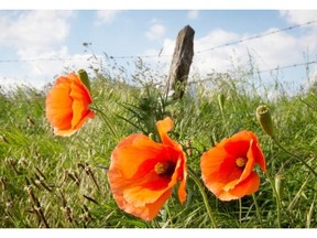 Poppies blow near a barbed wire fence in Geluwe, Belgium.
