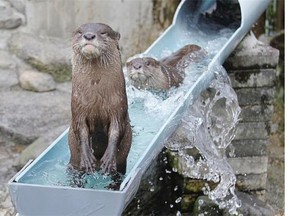 A river otter stands up after hitting the waterslide while another one follows at Ichikawa Zoological and Botanical Garden in Ichikawa, east of Tokyo, Wednesday, July 30, 2014. Playful otters spend their time swimming and playing in the waterslide that was built two years ago in commemoration of the 25th anniversary of the zoo for the mammals to beat the summer heat.