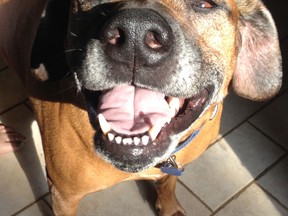 Happy Sunshine Rufus