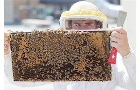 Santropol Roulant will be offering free hands-on workshops on urban beekeeping and other topics between 6 and 7 p.m. on Thursday.