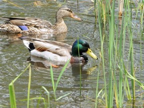 Mallards at the Whitlock Golf and Country Club (photo John Hale).