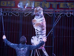 In this June 22, 2014 photo Alex Fuentes coaches Furia, a female Bengal Tiger, during a performance with the Fuentes Gasca Brothers Circus in Mexico City. The tigers are declawed when they are babies as to not harm the trainers, said Alex, who had suffered an injury a few years ago when one of his tigers bit into his thigh leaving gaping hole. It took him two months to recover.